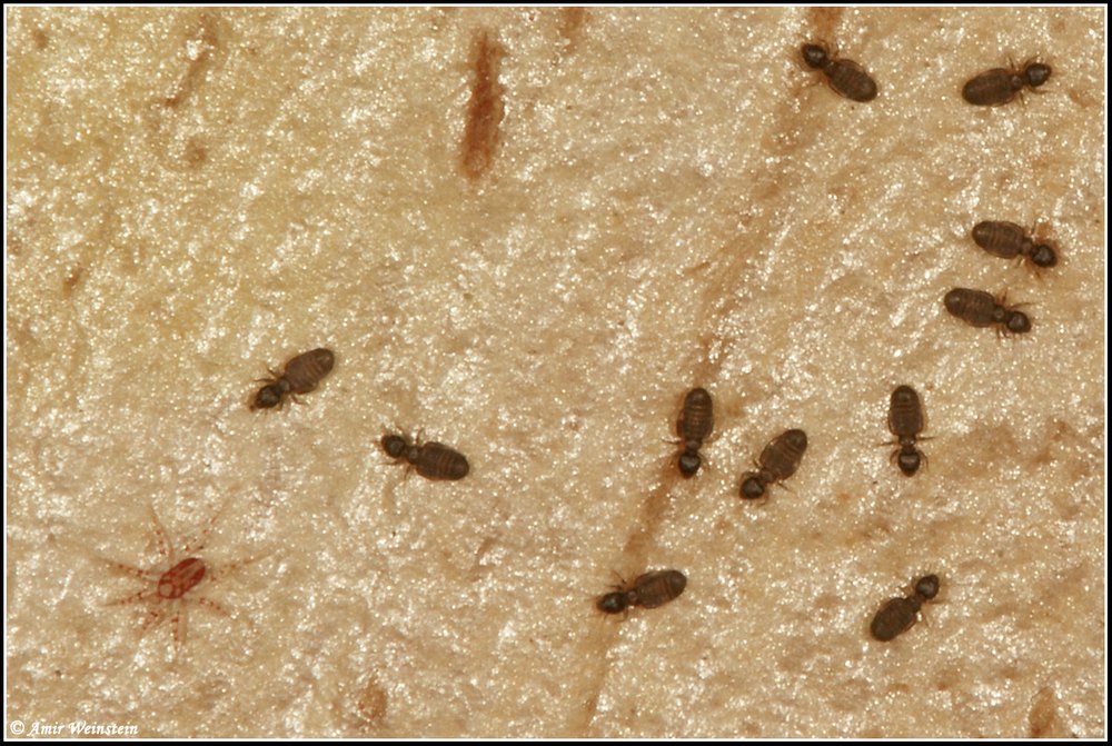 Psocoptera d''Israele